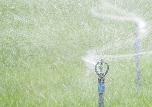 Lawn Maintenance